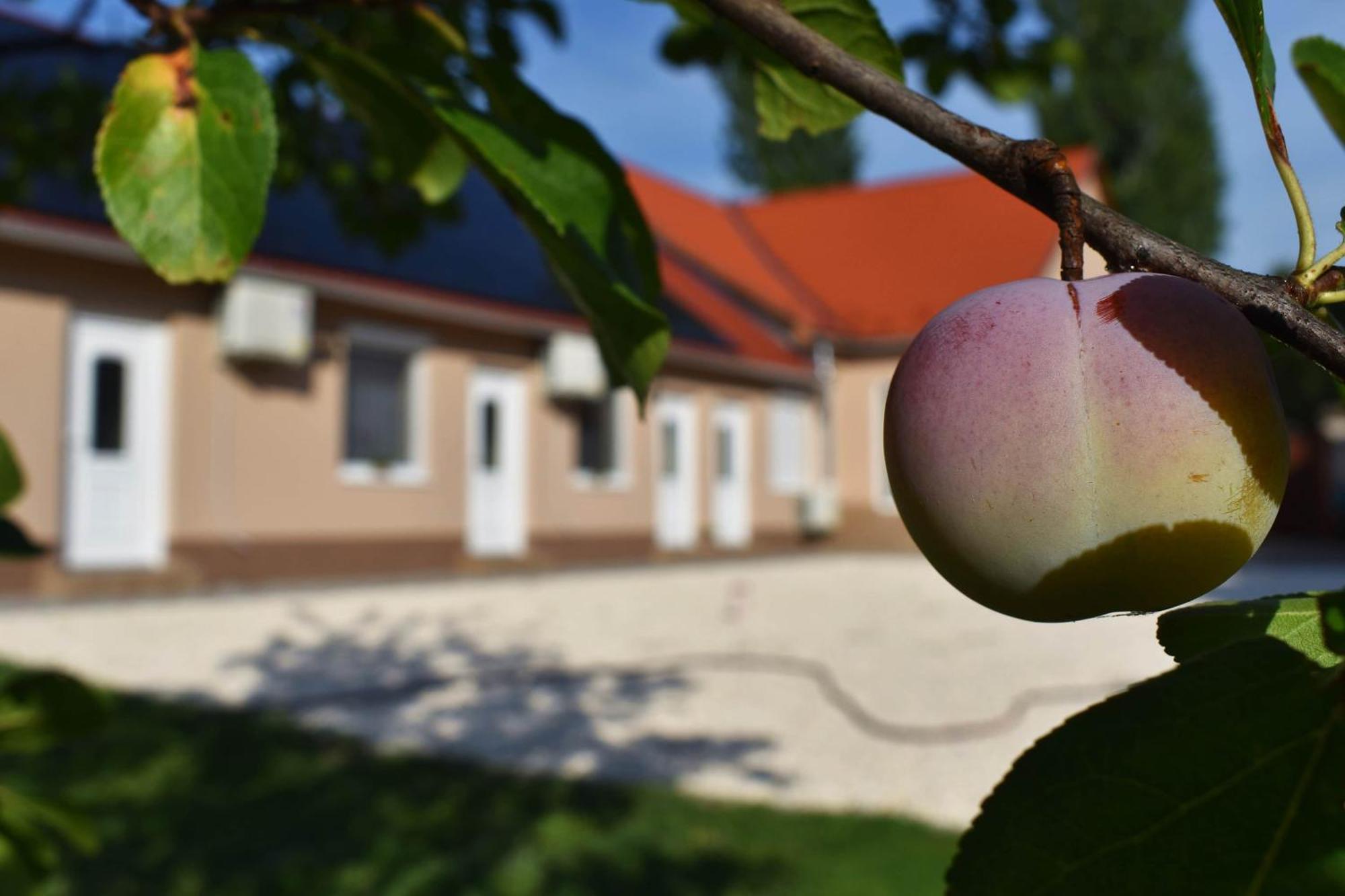 Napfeny Apartman Makó Exterior foto
